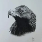 Portrait aux crayons graphites d'un aigle royal